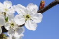 A branch with cherry blossoms Royalty Free Stock Photo